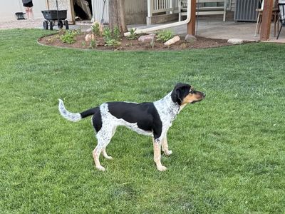 8-Month-Old Heeler / Shepherd Mix Dog for Adoption