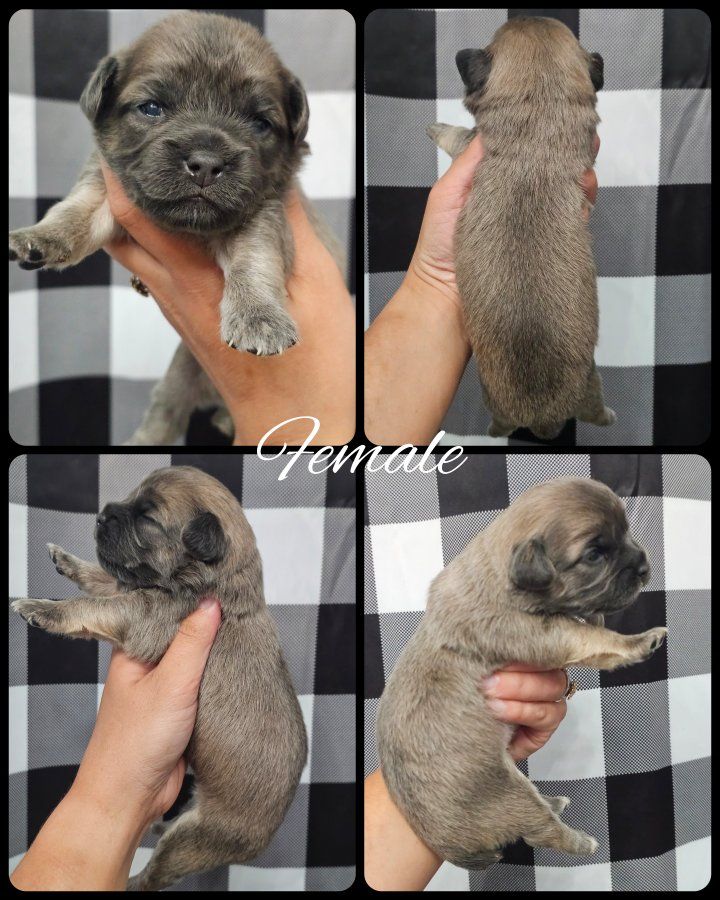 Warren American Terrier Mixes