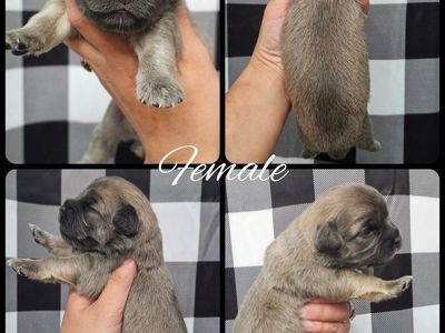 Warren American Terrier Mixes