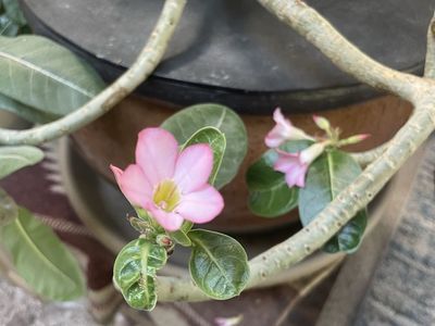 Large Desert Rose (Adenium Obesum) in Ceramic Pot