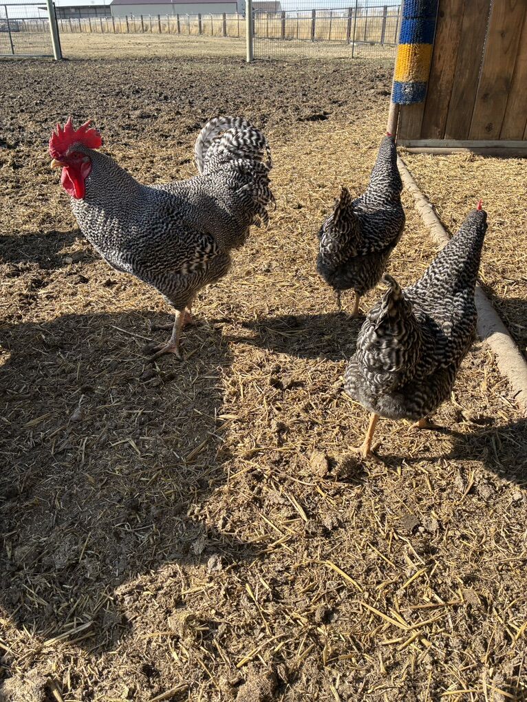 Plymouth Rock Chicks/Fertile Eggs