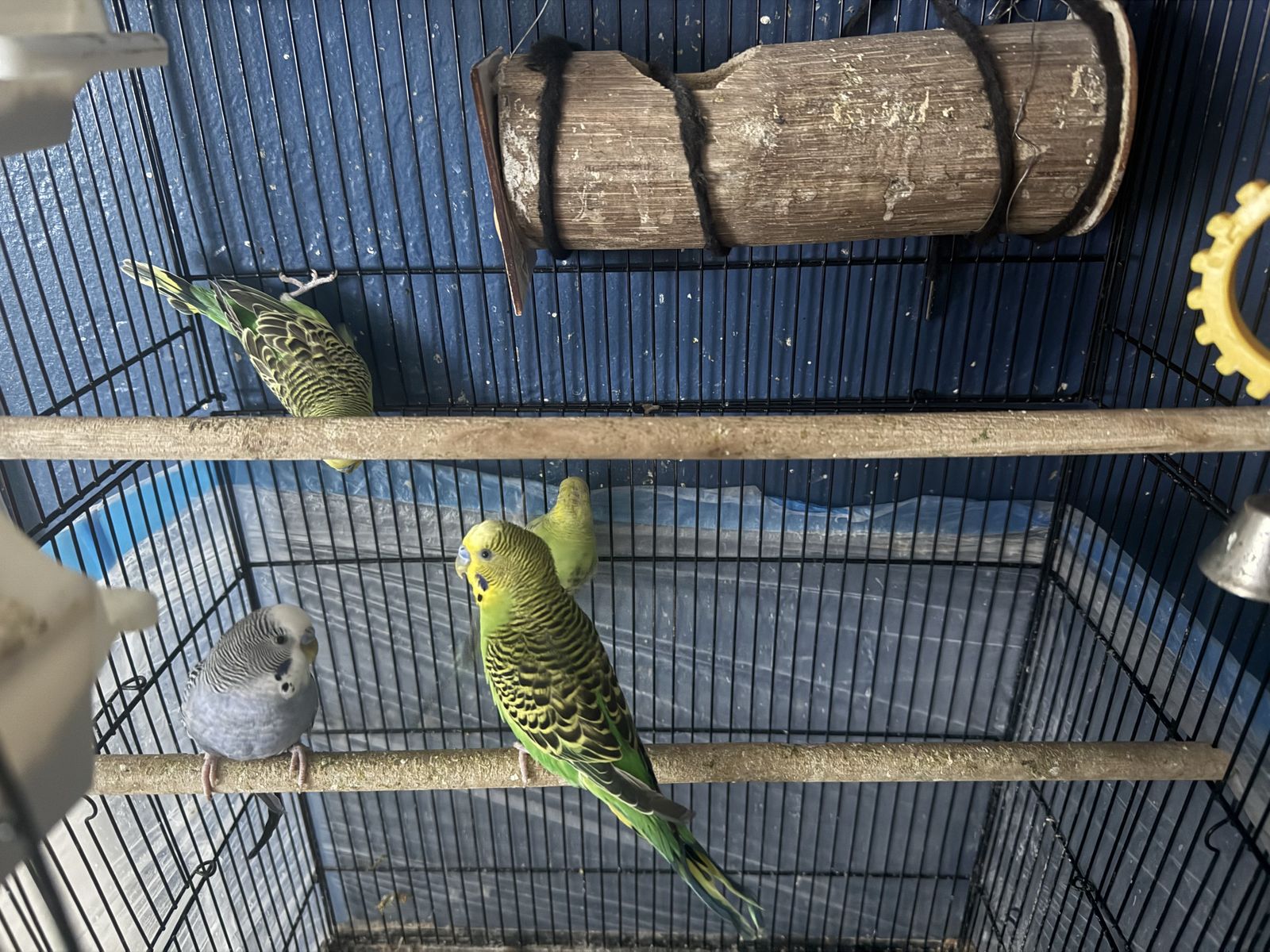 Green Parakeets for sale $20