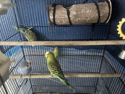 Green Parakeets for sale $20
