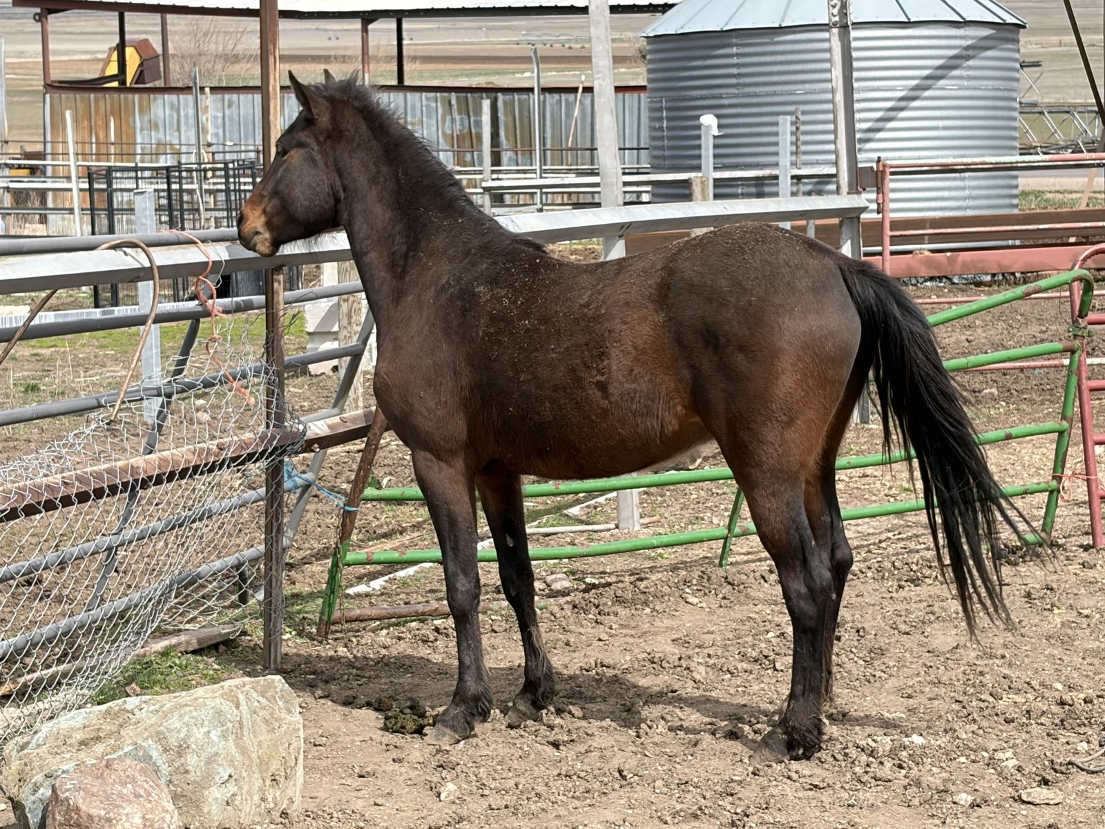 Endurance bred horses.