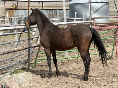 Endurance bred horses.