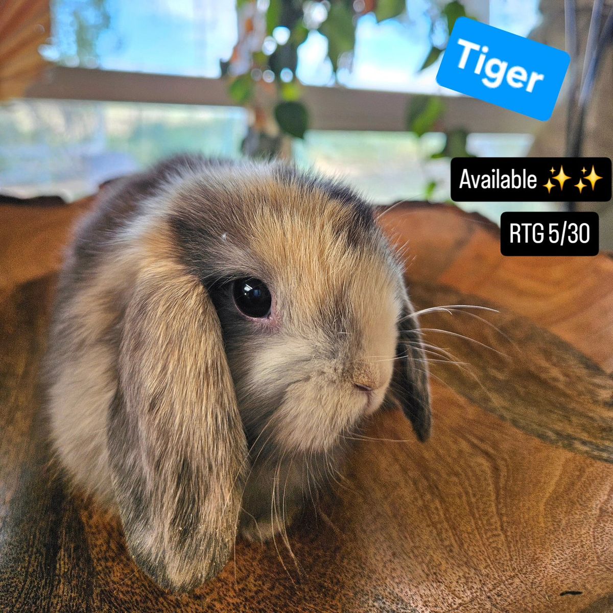 Holland Lop Buck *Half Pedigree*