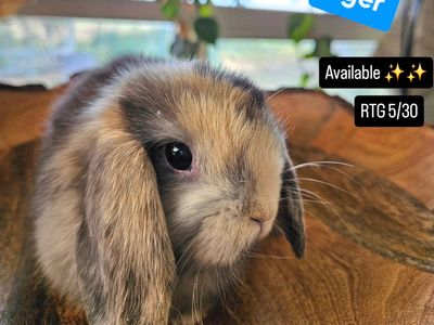 Holland Lop Buck *Half Pedigree*