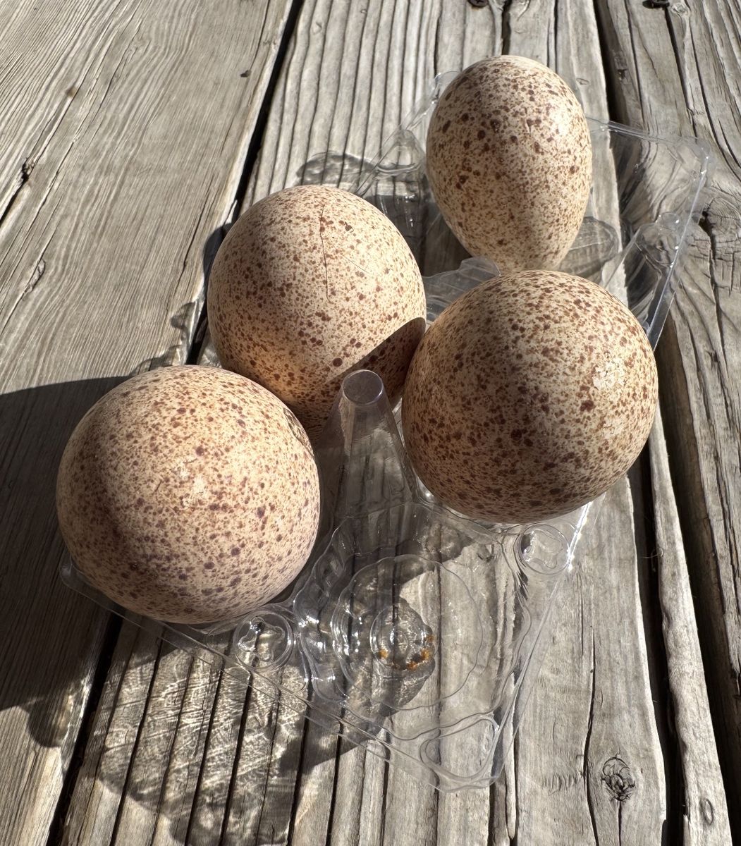4 Fresh Duck Eggs Cage Free