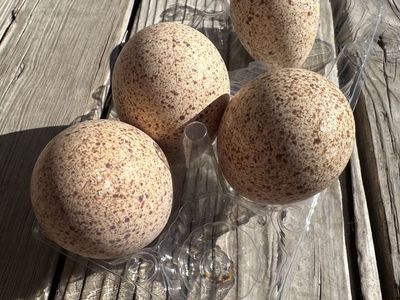 4 Fresh Duck Eggs Cage Free