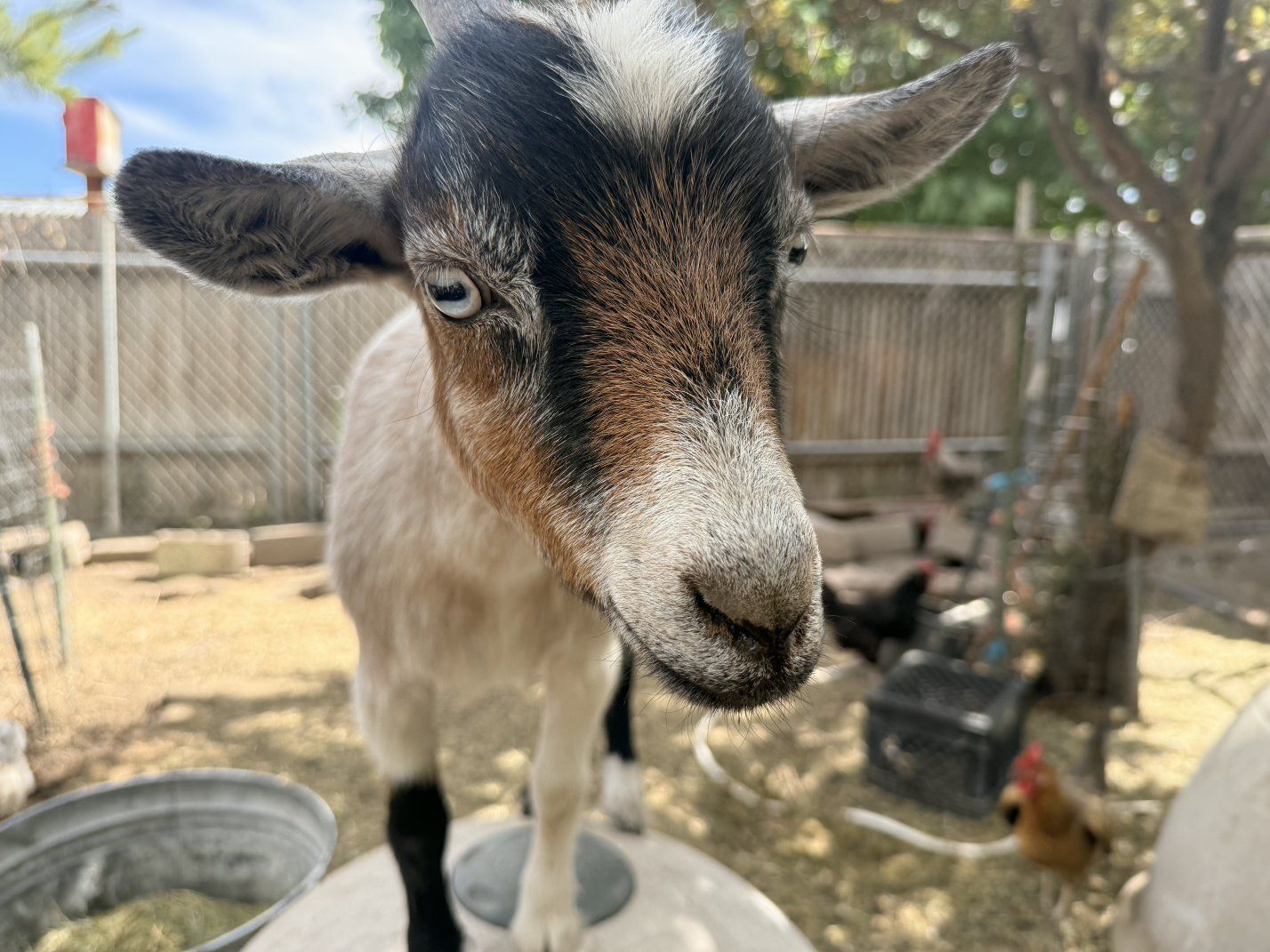 Nigerian Dwarf Doe