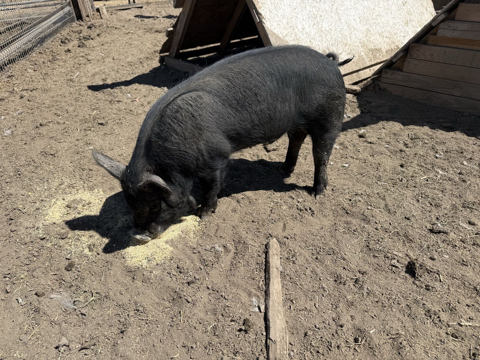 Roaster Pig- IPP/Mulefoot