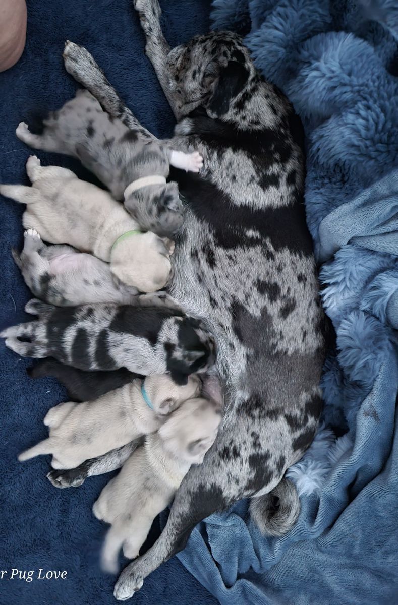 Rare & Exotic Pure Bred Pug Puppies