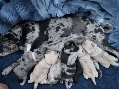 Rare & Exotic Pure Bred Pug Puppies