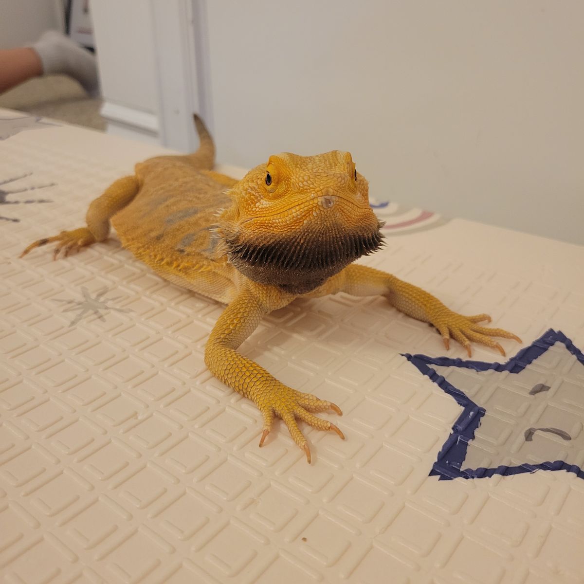 Bearded dragon for sale