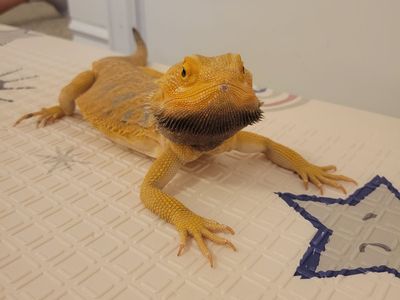 Bearded dragon for sale