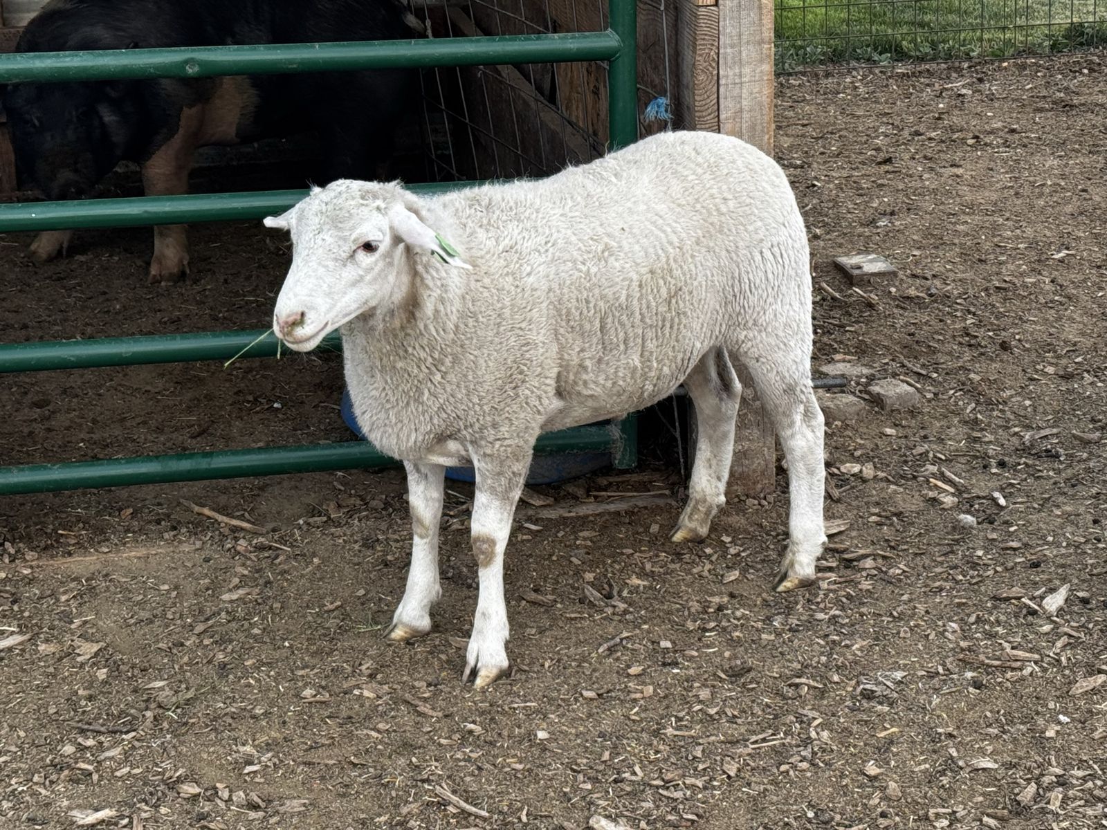 White dorper wether lamb
