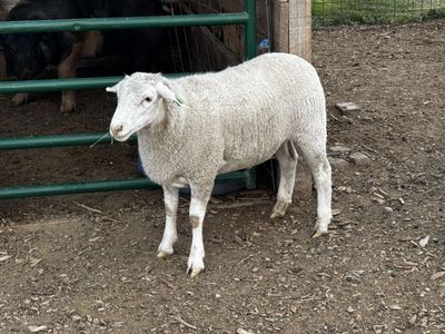 White dorper wether lamb