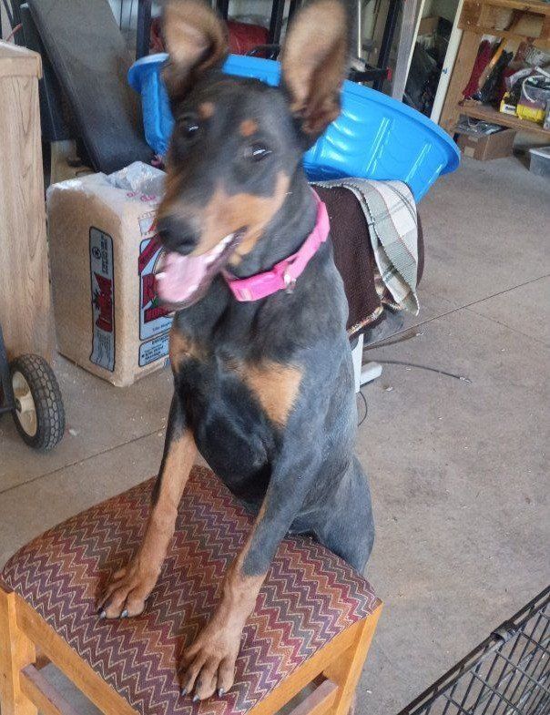 Doberman