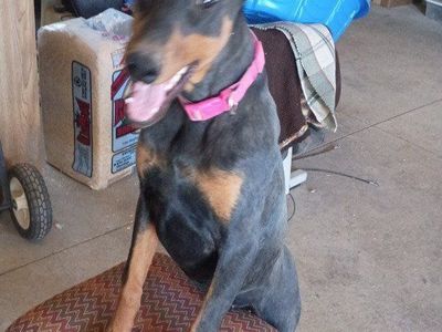 Doberman