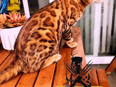 Beautiful Male Bengal Stud