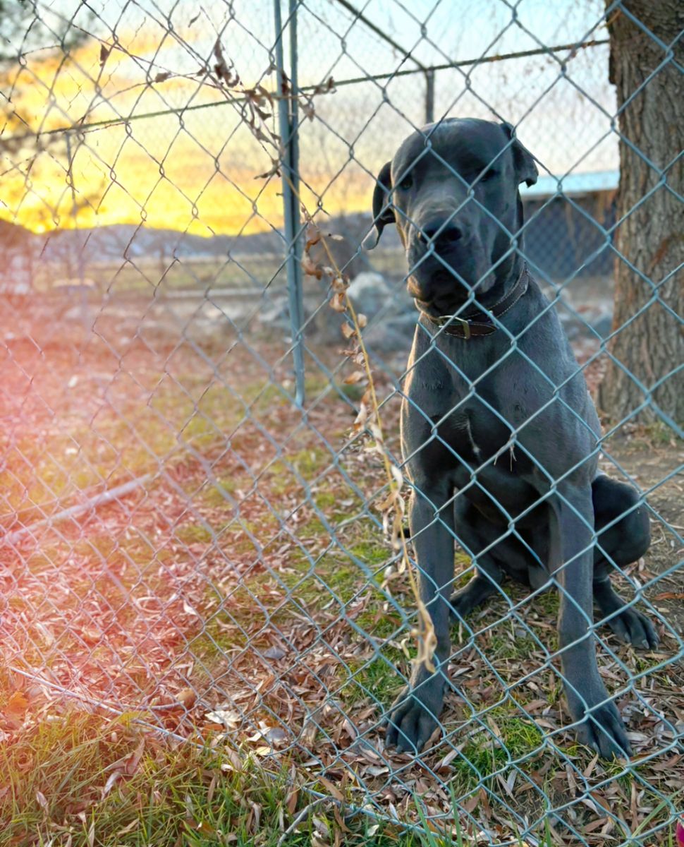 1 Year Old Great Dane Puppy