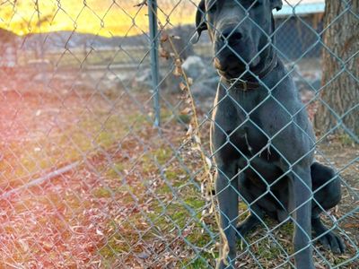 1 Year Old Great Dane Puppy
