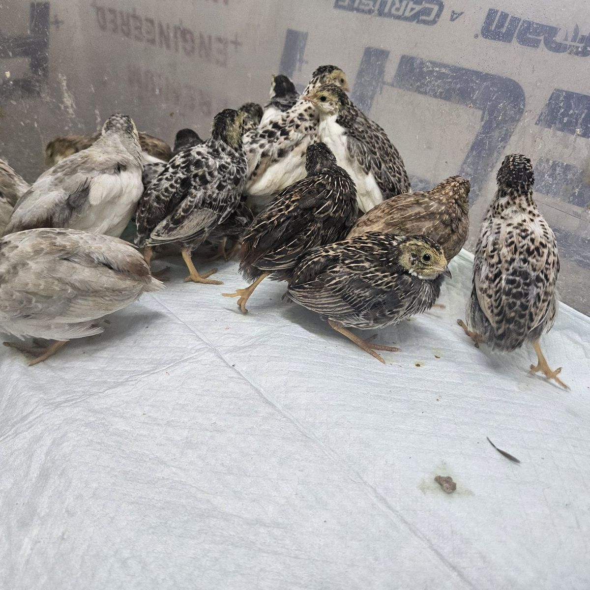 button quail