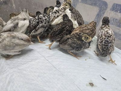 button quail