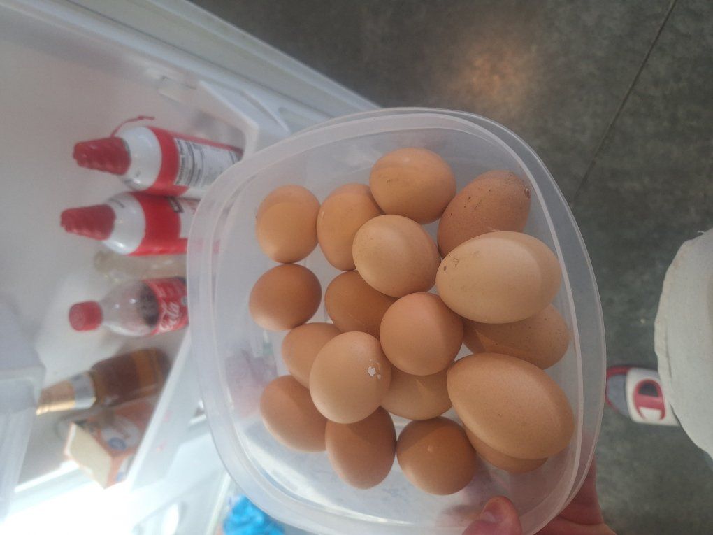 12 eggs for 3 dollars