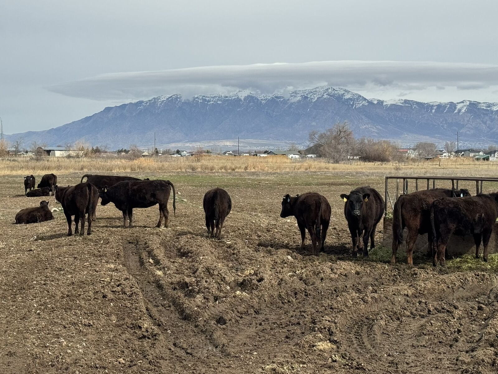 Wagyu Beef Yearlings