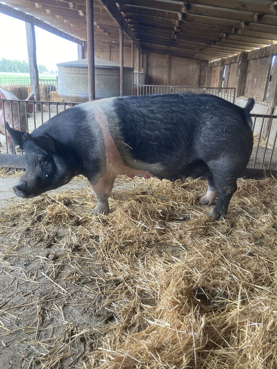 Sausage Sow