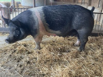 Sausage Sow