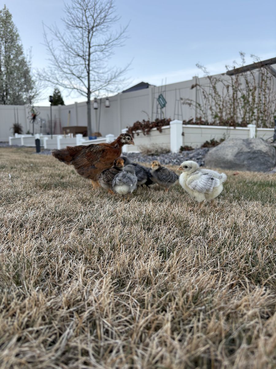 Adorable Chicks Ready For There New Home!