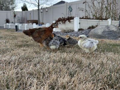 Adorable Chicks Ready For There New Home!