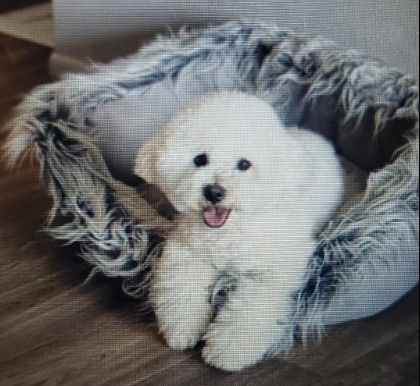 Bichon Frise Stud Dog