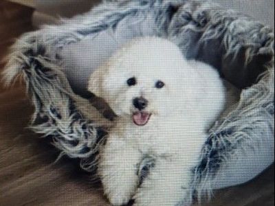Bichon Frise Stud Dog