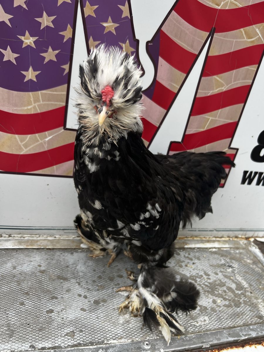 2 Satin Silkie roosters rare black mottle color FREE