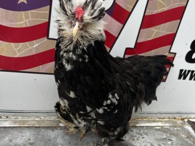 2 Satin Silkie roosters rare black mottle color FREE
