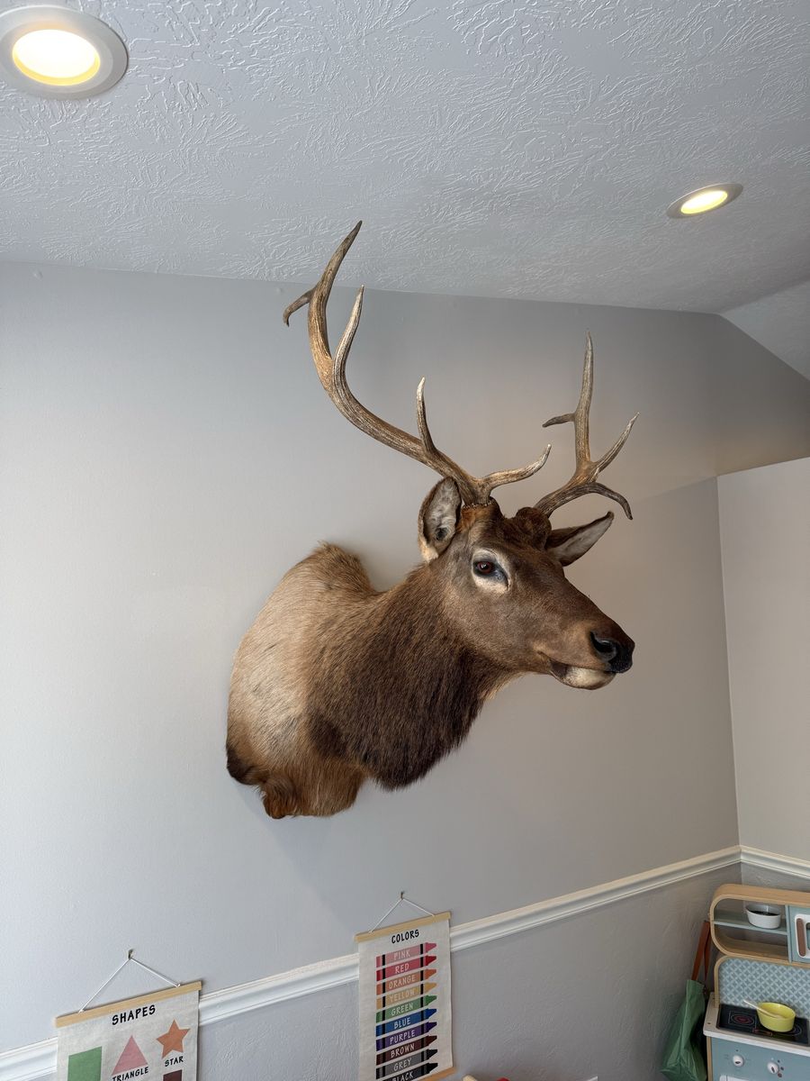 Large Elk Taxidermy Mount