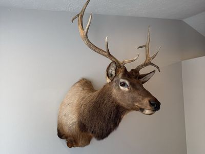 Large Elk Taxidermy Mount