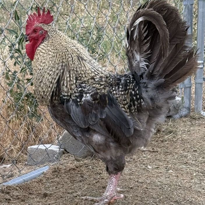 FREE Healthy Mature Rooster Grey and Gold Plumage with Bright Red Comb  