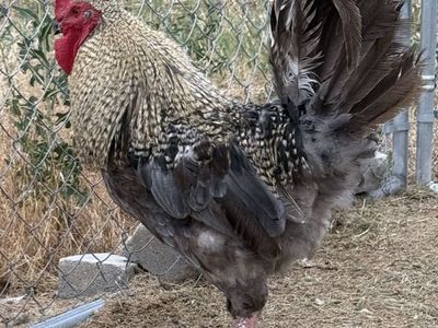 FREE Healthy Mature Rooster Grey and Gold Plumage with Bright Red Comb