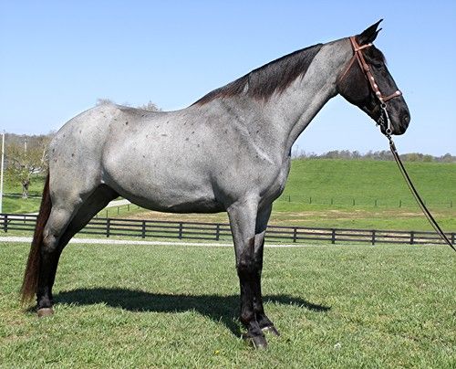 Blue roan Tennessee Walking Horse