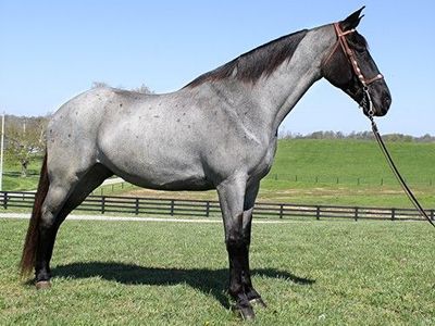 Blue roan Tennessee Walking Horse