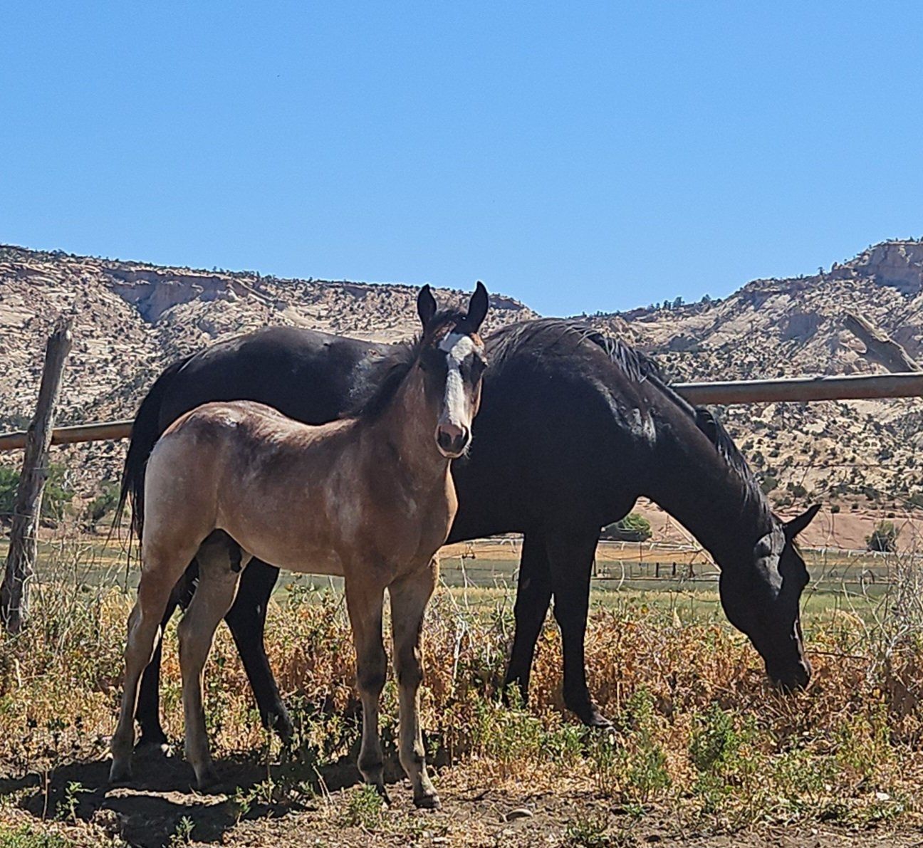 2026 AQHA colt Smoky Roosters