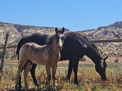 2026 AQHA colt Smoky Roosters