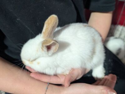 Baby Rhinelander Rex Bunnies