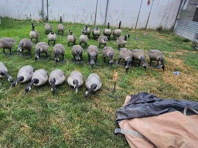 Canada Goose Full-Body Hunting Decoys & Rogers Storage Bags