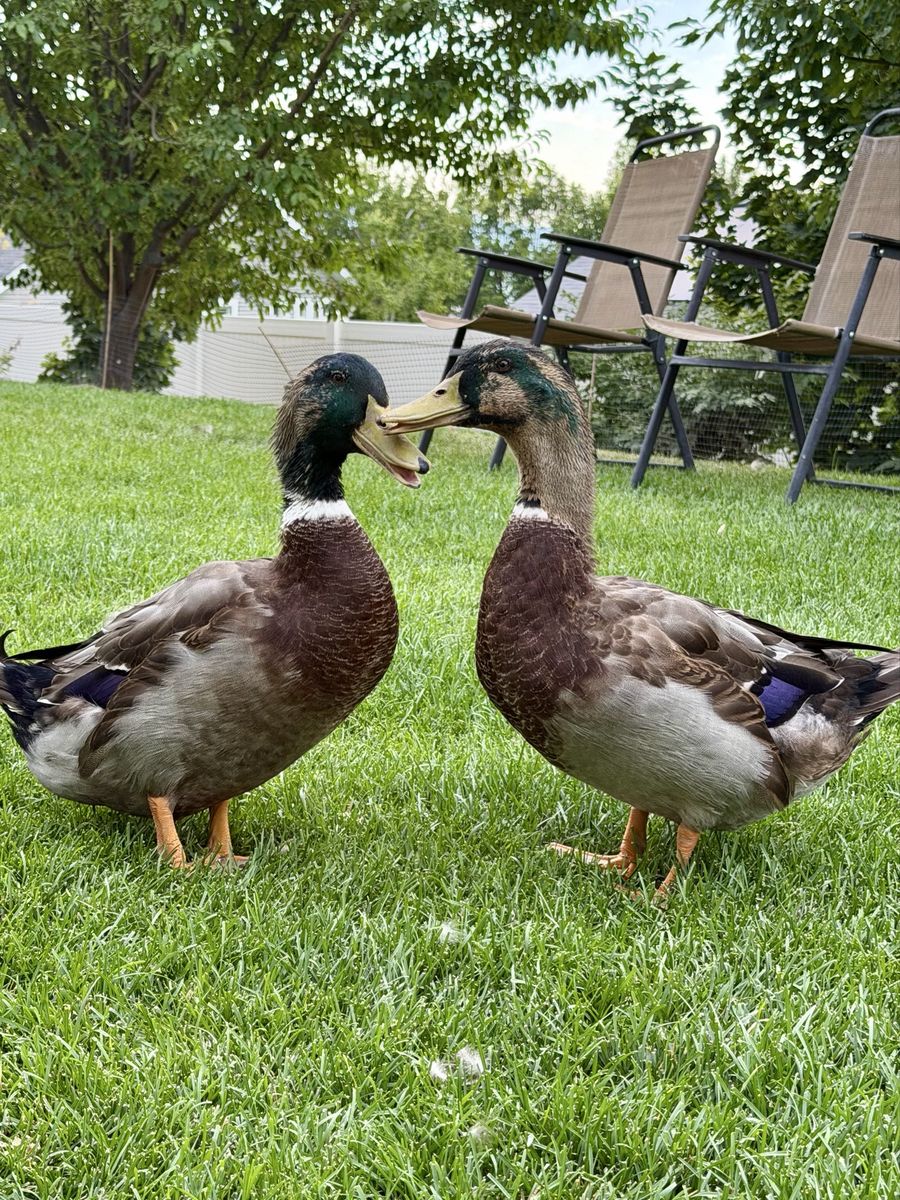 2 Rouen Ducks (both drakes) - Friendly & Socialized