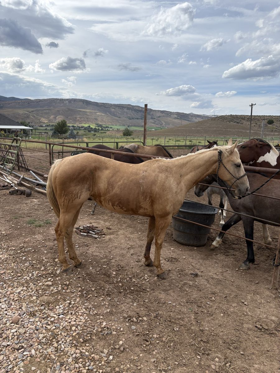 6 year old palomino gelding